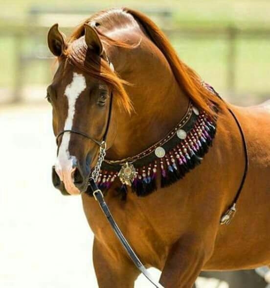 اشرف للصداقه الجادة
