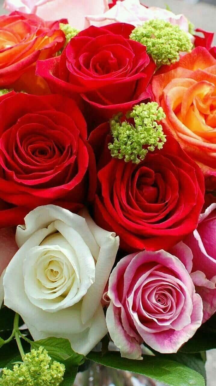 ياسمين الاحمد